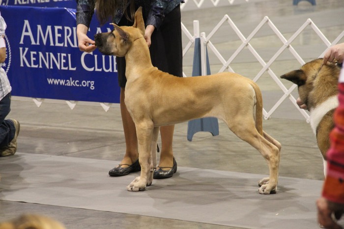 6 month old great dane