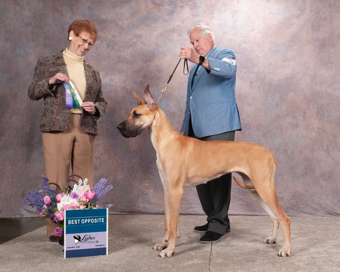 Ladies Kennel Club Of British Columbia Teulu's Great Danes