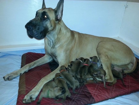 Puppies!! Captain’s first litter May 2014