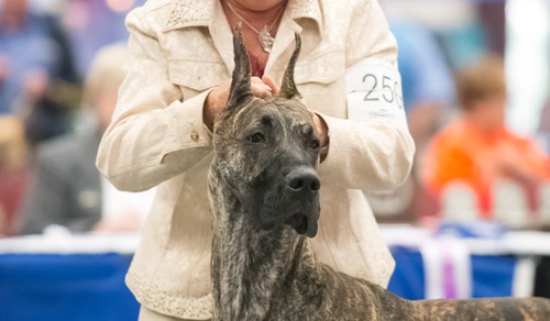 Lily at the 2014 GDCA Nationals