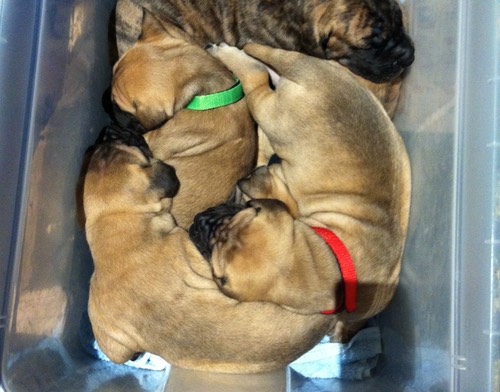 puppies in holding box at 3 weeks old