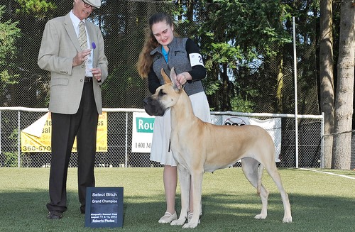 Nala finishing her Grand Championship at 22 months old.