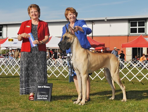 Hurc going BOW - just one of his wins (he has 5 points from the 6-9 and 6-12 puppy classes)
