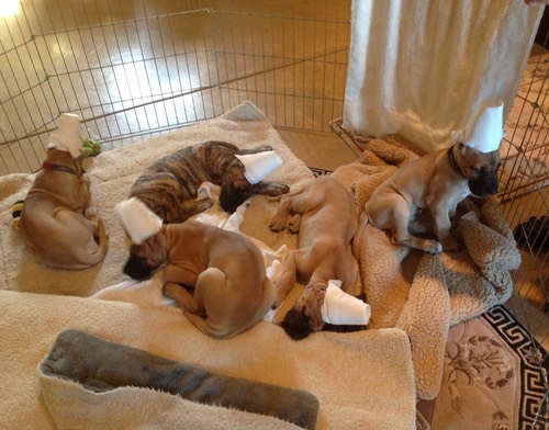 Week 7: Puppies right after cropping. One of the few times they are holding still