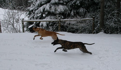 It snows sometimes in Seattle, and the dogs love it.