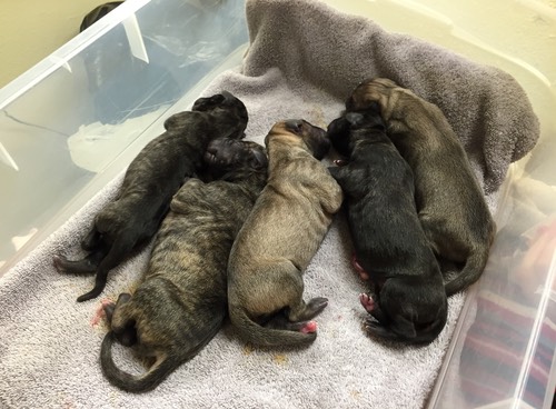 Lily’s first litter puppies at delivery + 20 minutes