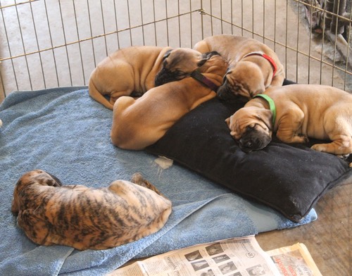 Puppies relaxing while whelping box is removed - 4 weeks