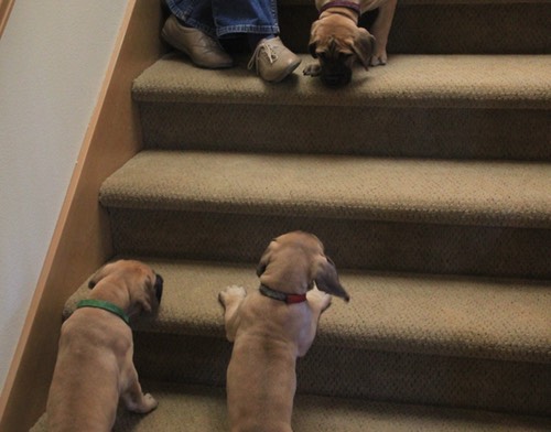 Week 6+ : The puppies are doing well on stairs!