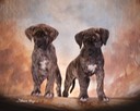 lewellen pups 1sm.jpg