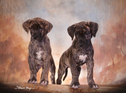 lewellen pups 1sm.jpg