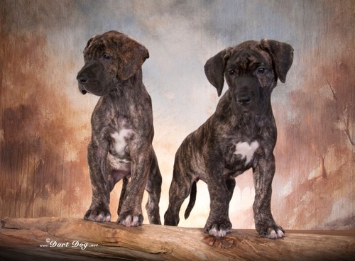 lewellen pups 2.jpg