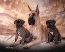 lewellen pups nala 4.jpg