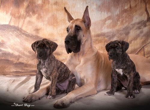 lewellen pups nala 4.jpg