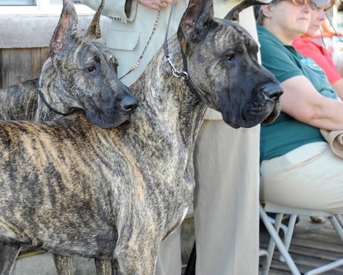 Lily and Kovu wating for pix taking at Timberline KC July 2013