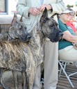 Lily and Kovu wating for pix taking at Timberline KC July 2013