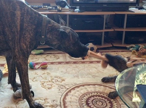 Lilly and Rosetta playing